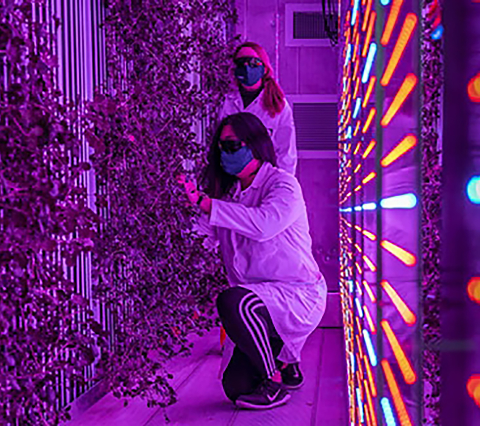 people looking at a vertical planter with purple lights surrounding them