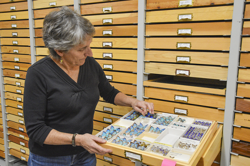 Lynn Kimsey looking through butterfly drawer