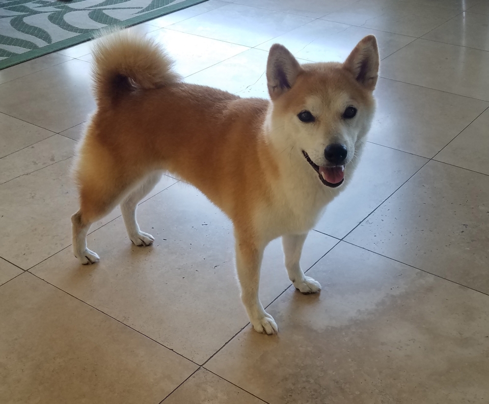 Photo of a shiba inu