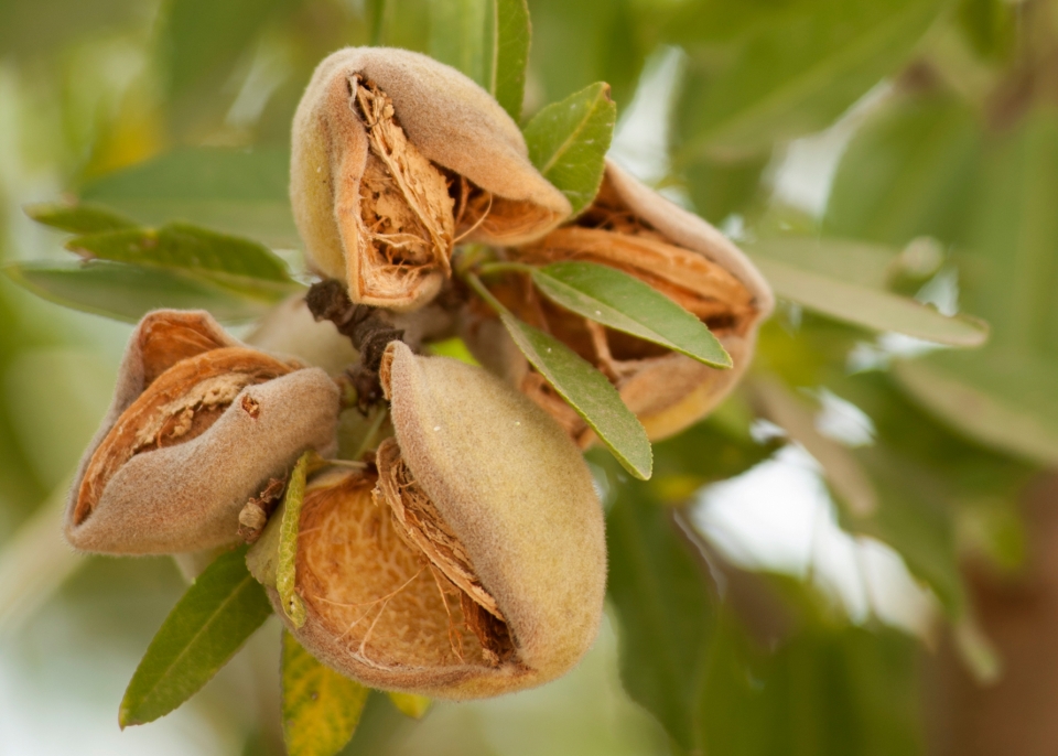 Pistachios growing on a tree.