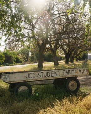 A wooden wagon with the words "UCD student farm" written on it.